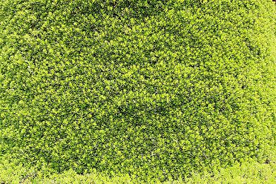 《原神》角色提纳里英文配音将在3.6版本正式替换